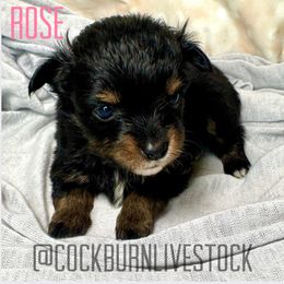 Rose - Black tri female Toy Australian Shepherd puppy in Gillette, Wyoming from Cockburn’s Toy and Mini Australian Shepherds