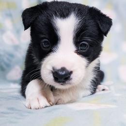Valentine - Black and white female Border Collie puppy in Raccoon, Kentucky from Skyline Border Collies