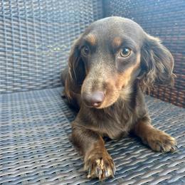 Rose - Dachshund