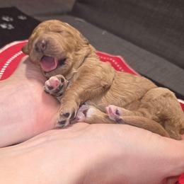 Little Red - Apricot female Aussiedoodle puppy in Cumberland, Rhode Island from W Doodle Crew