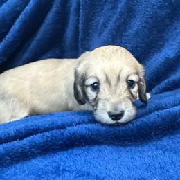 Daphne - Cream female Dachshund puppy in Memphis, Tennessee from River City Doxies