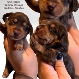 Luigi - Chocolate and tan male Dachshund puppy in Conway, Missouri from Ozark Mountain Kennel