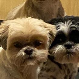 Labradoodles and Shih Tzus from Highland Farm