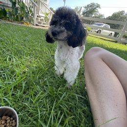 Niko - Poodle