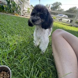 Niko - Poodle