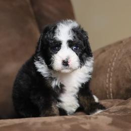 Truffle - Tri-color female Bernedoodle puppy in Youngstown, Florida from Wonderland’s Boujie Kennels