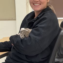 Cardigan Welsh Corgi Puppies from Squires Corgi Cottage