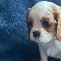 Cavalier King Charles Spaniels and Cavapoos from Country Cavapoos