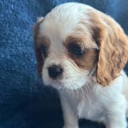 Cavalier King Charles Spaniels and Cavapoos from Country Cavapoos