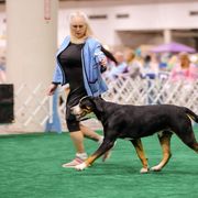 Jack - Greater Swiss Mountain Dog
