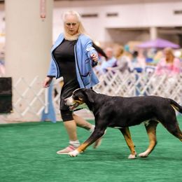 Jack - Greater Swiss Mountain Dog