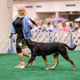 Jack - Greater Swiss Mountain Dog