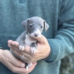Girl 2 - Blue female Italian Greyhound puppy in Sugar Valley, Georgia from Pinnacle Farm and Kennel
