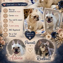 Fern - Cream female French Bulldog puppy in Victorville, California from Elegancia Vintage Xoloitzcuintle
