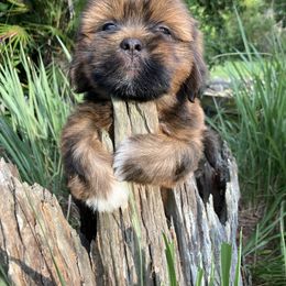 JB1 MALE ON HOLD FLORIDA CHAMPION ANCESTRY - Red male Lhasa Apso puppy in Bell, Florida from Maryann & Kandis