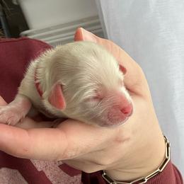 Sweet Treat - Red and white female Cockapoo puppy in Advance, North Carolina from Rome & Reign Farm