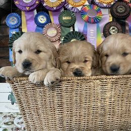 Boy 4 - Golden Golden Retriever puppy in Otis Orchards, Washington from Sunlite Golden Retrievers