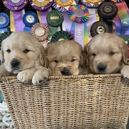 Boy 4 - Golden Golden Retriever puppy in Otis Orchards, Washington from Sunlite Golden Retrievers