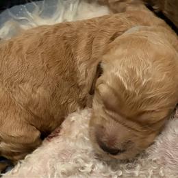 Maple - Cream female Goldendoodle puppy in Indiana, Pennsylvania from Kathy's Doodles
