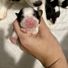Cavalier King Charles Spaniel Puppies from Cassie’s Cavaliers