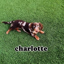 Charlotte - Dachshund