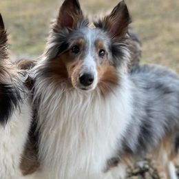 Shetland Sheepdogs from KW Kennels