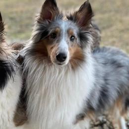 Shetland Sheepdogs from KW Kennels