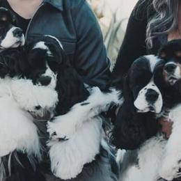 Cocker Spaniels from B-Cubed Cockers