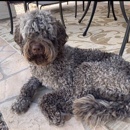 Toby - Goldendoodle