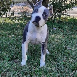 American Staffordshire Terrier and French Bulldog Puppies from Cicero Kennels