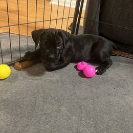Green collar - Black female Cane Corso puppy in Va Beach, Virginia from Guardian Corso's