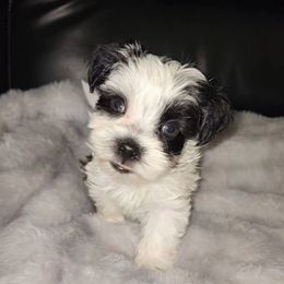 OREO - White male Morkie puppy in Palmdale, California from J Designer Puppies