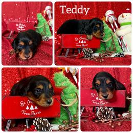 Dachshund Puppies from SunChime