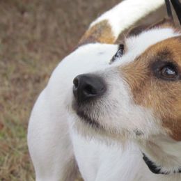 Parson Russell Terriers from Heart-Songs Haven