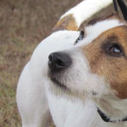 Parson Russell Terriers from Heart-Songs Haven