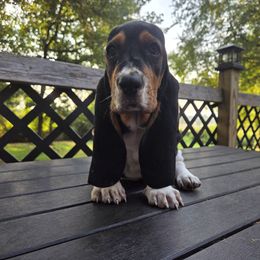 Kai 2140 - Black white and brown male Basset Hound puppy in Denison, Texas from Emma Lou's Baby Bassets