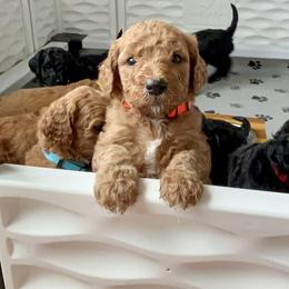 Bernedoodle Puppies from Halo BerneDo