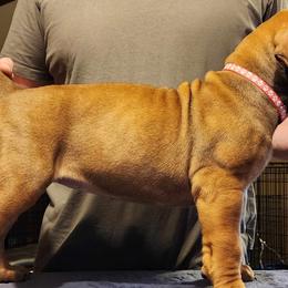 Pink - Boerboel puppy in Naples, New York from Freedom Boerboels LLC