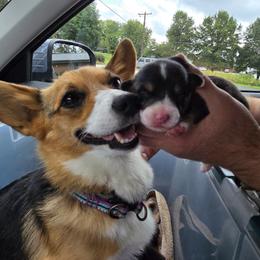 Betty - Pembroke Welsh Corgi