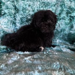 Onyx - Black and white male Shihpoo puppy in Knoxville, Tennessee from Rocky Top Cavapoos
