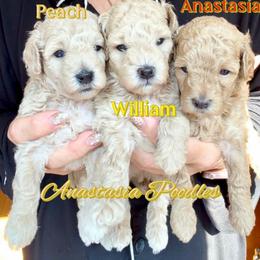 William - Cream male Poodle puppy in Oceanside, New York from Anastasia Poodles three four seven seven five four two three four five