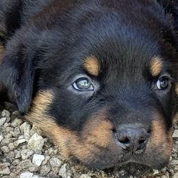 Rottweiler Puppies from Cross Creek Rottweilers