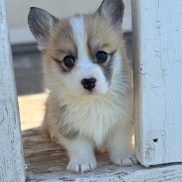 Lou - Fawn female Pembroke Welsh Corgi puppy in Belle Fourche, South Dakota from BellamyHills Corgis