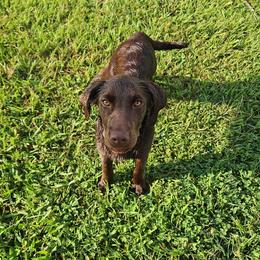 Elsa and Anna - Chocolate female Labrador Retriever puppy in Hamilton, Mississippi from Keller's Retrievers
