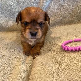 Dachshund and Morkie Puppies from Amazing Morkies