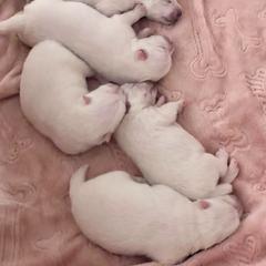 Japanese Spitz Puppies from Mika Japanese Spitz