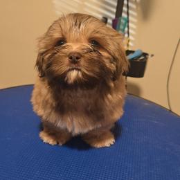 Ramen - Liver male Shih Tzu puppy in Henrico, Virginia from Wild Wind Shih Tzu
