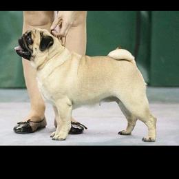 Girl 2 - Fawn female Pug puppy in Cheyenne, Wyoming from Viking Kennel