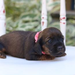 Dachshund Puppies from Iowa Dachshunds