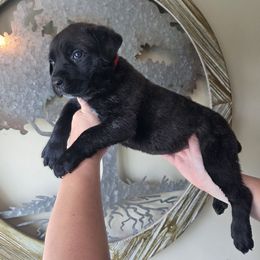 Red - Black brindle female Cane Corso puppy in Yale, Michigan from Titan Farms